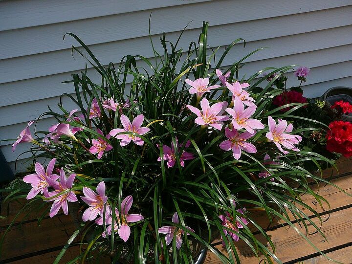 has anyone seen a plant like this, gardening
