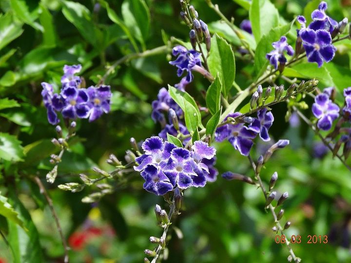 can you identify this plant, flowers, gardening, Cluster of the small purple and white flowers