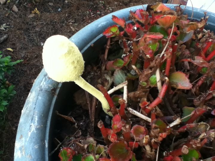 mushroom, gardening