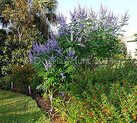five reasons you should plant a vitex, flowers, gardening