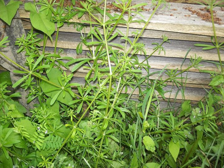 what kinds of weeds are these, gardening, this is the one that clings to everything Natural velcro