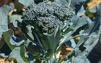 Preserve The Harvest Series: Let's Talk Broccoli