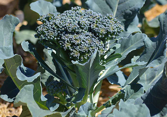preserve the harvest series let s talk broccoli, flowers, gardening, homesteading