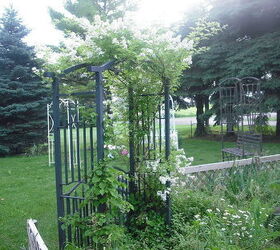 sharing my roses and flowers with garden 2, flowers, gardening, outdoor living, I brought this arbor with me but could not dig up the wild rose