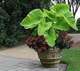 one more container garden annuals tropicals lots of color the chartreuse is, Color in containers