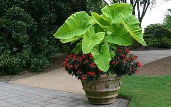 One more container garden-annuals/tropicals-lots of color - the chartreuse is Xanthosoma'Lime Zinger' Sunpatien