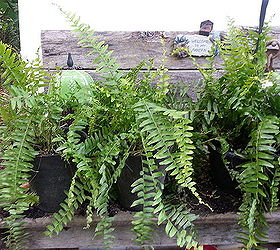 Stretching a Client's Plant Budget With Ferns