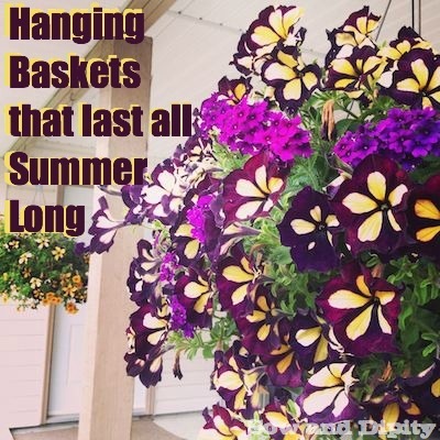 hanging baskets that last all summer long, flowers, gardening, perennials