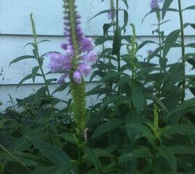 can anyone help me identify these flowers, flowers, gardening, perennials, Perennial
