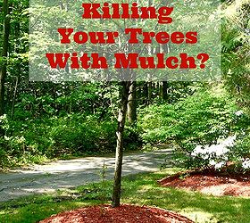 are you killing your trees with mulch, gardening, landscape