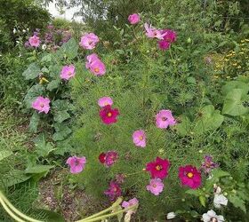 Blooms for August 7th 2013 Hometalk