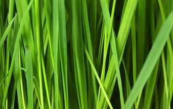  5 dicas de cuidados com o gramado de primavera