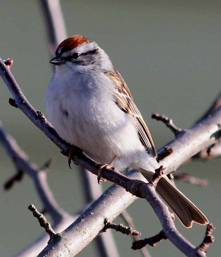 too many birds to count, pets animals, Chipping Sparrow