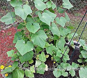 why are my cucumber and cantaloupe leaves spotted, flowers, gardening, raised garden beds, This is the beginning of the spotted yellow leaf action Now all of the cantaloupe plants are affected and the bottom rows of cucumber plants