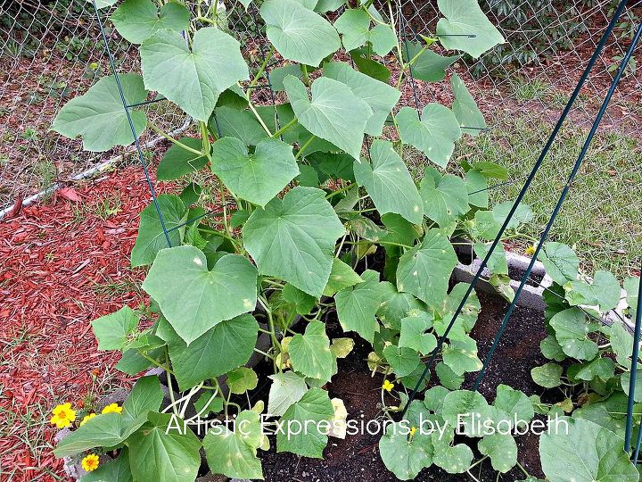 why are my cucumber and cantaloupe leaves spotted, flowers, gardening, raised garden beds, This is the beginning of the spotted yellow leaf action Now all of the cantaloupe plants are affected and the bottom rows of cucumber plants