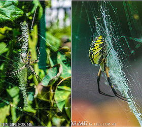 argiope spider, gardening, pest control, Argiope Spider