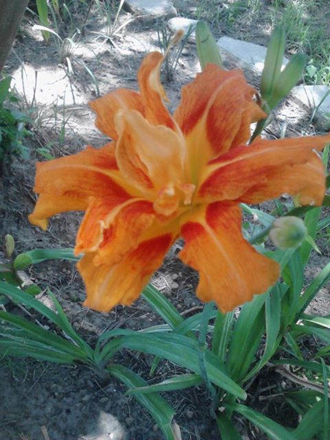 im trying to help my little brother find out what this is, gardening, I dont believe it is a daylilly he said it grows like the one I showed him before it blooms
