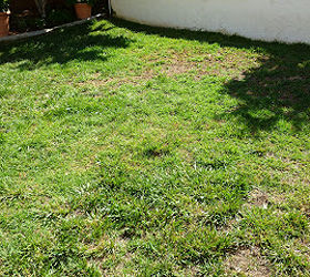 gardening landscape lawn, gardening, This picture was take after 2 weeks of just watering it twice a day