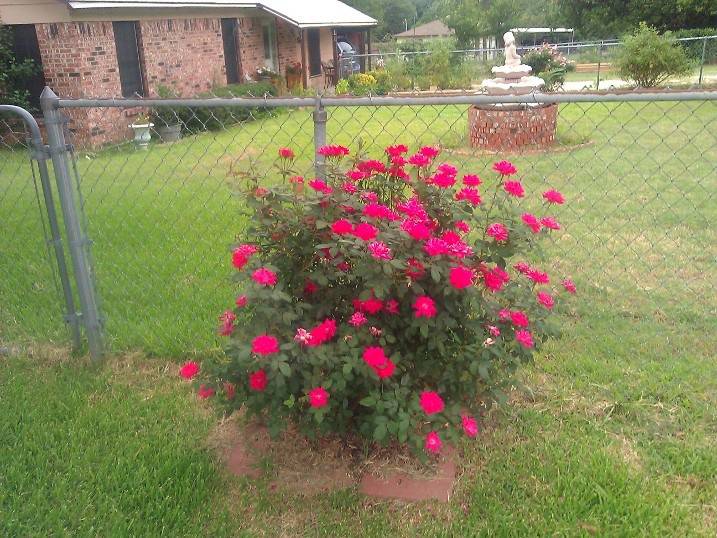 watering plants, flowers, gardening, hibiscus, Knock Out Rose