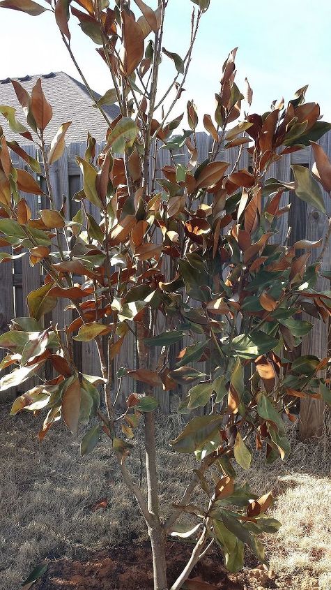 help magnolia tree looks awful, gardening, Whole tree