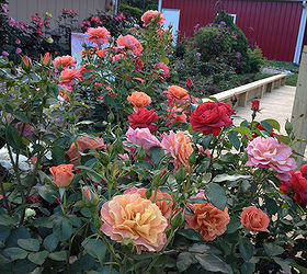 the resiliency of roses a celebration of national rose month, flowers, gardening, Spring Rose Garden Bloom 2013