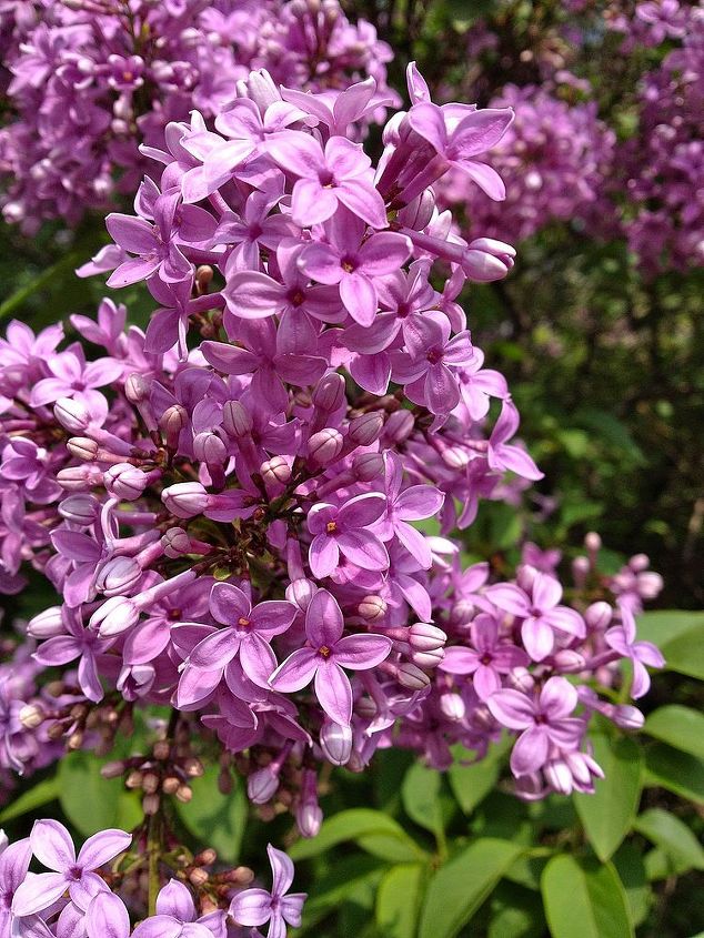 stroll through the garden, flowers, gardening, outdoor living, perennial, ponds water features, We are blessed with lots of lilac bushes around our yard
