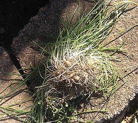 onion grass clusters in my flower bed, flowers, gardening