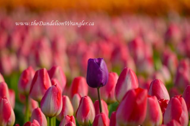 the skagit valley tulip festival tulip town follow the rainbow, gardening