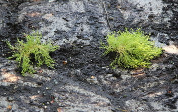 Building a Cobblestone Path With Moss