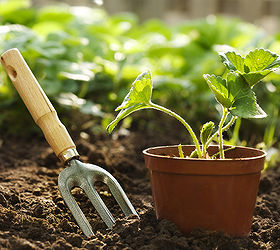 how to repot houseplants, gardening
