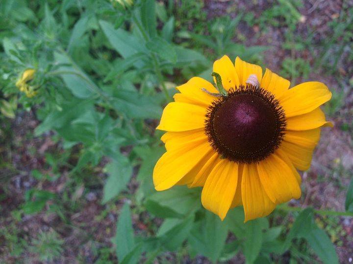 very pretty but what is it, flowers, gardening