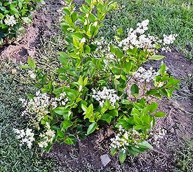 planting a privet hedge, flowers, gardening, They bear white flowers in late spring that are magnets for bees