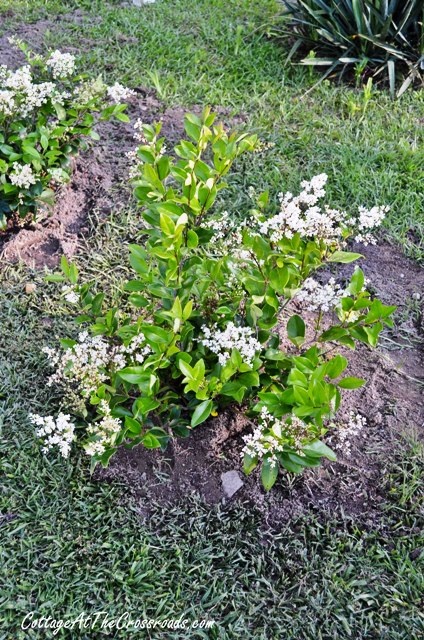 planting a privet hedge, flowers, gardening, They bear white flowers in late spring that are magnets for bees