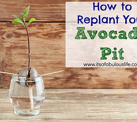 how to replant your avocado pit, gardening
