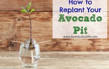 How To Replant Your Avocado Pit