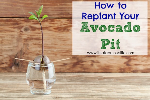 como replantar seu abacate