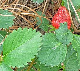 strawberry patch and wild critter, gardening, Glad I got some pictures because I sure didn t get the berries