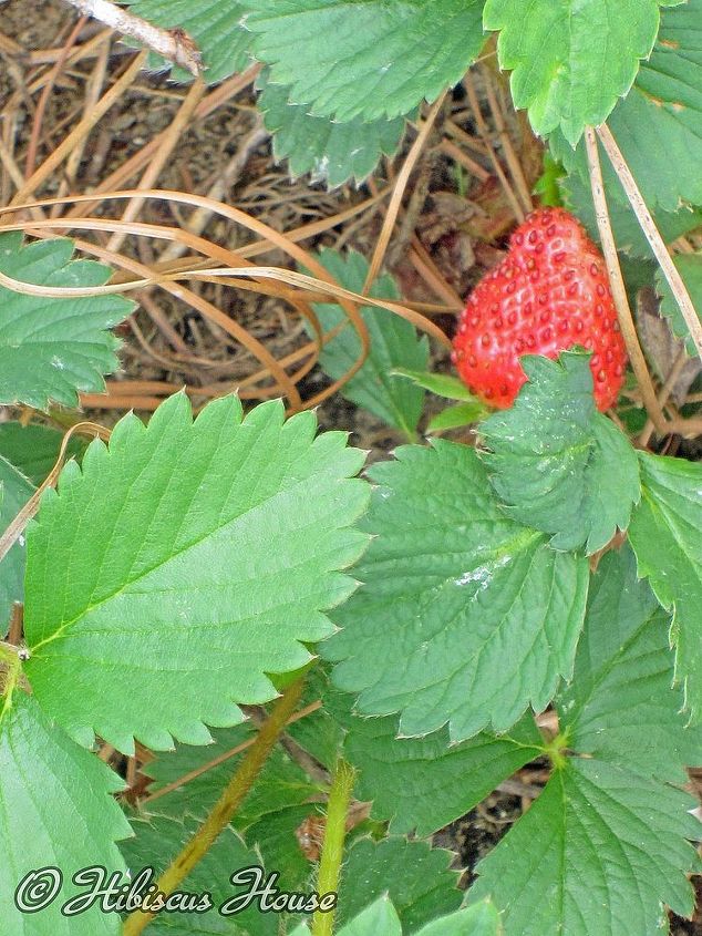 strawberry patch and wild critter, gardening, Glad I got some pictures because I sure didn t get the berries