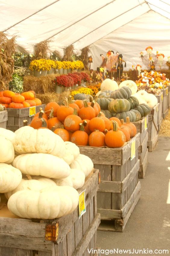 the best place to buy pumpkins other fall decor, gardening, seasonal holiday decor