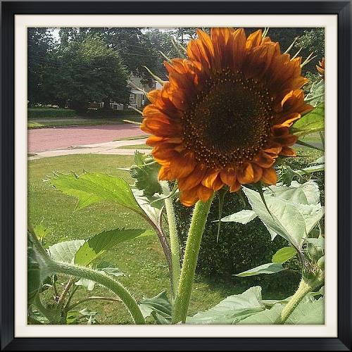 sunflowers 2013, gardening, opening up