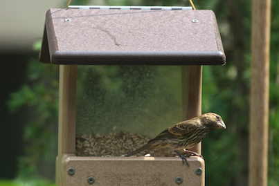 part 5 back story of tllg s rain or shine feeders, outdoor living, pets animals, urban living, A lone female house finch looks forlorn as she grabs some shade under the HH Feeder s rooftop INFO ON FINCHES AS WELL AS