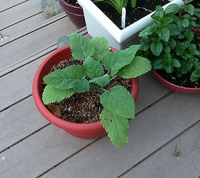 clary sage, container gardening, gardening, About two weeks after transplanting from purchased container