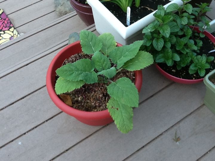 clary sage, container gardening, gardening, About two weeks after transplanting from purchased container