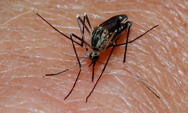 7 natural mosquito repellents to stay safe and happy outdoors, pest control, Mosquito