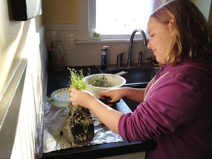 ensea a tus hijos a cultivar lo que comen agricultura de ventana sostenible, Mi hija menor Zoe retir el bloque de tierra y verduras del Living Ledge y comienza el corte de pelo