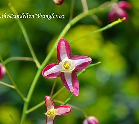 starlette s of the shade garden, flowers, gardening, Epimedium sulphureum pink is a fab clump forming semi evergreen perennial that does well in dry shade Yes I said it DRY SHADE You re welcome
