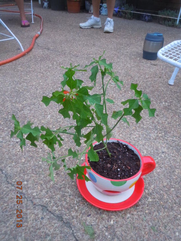 what kind of plant, gardening