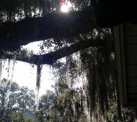spent a long weekend in st simon s island georgia, gardening, landscape, outdoor living, Gazing into the morning sun through the Spanish moss hanging from the Live Oaks aaaaaah