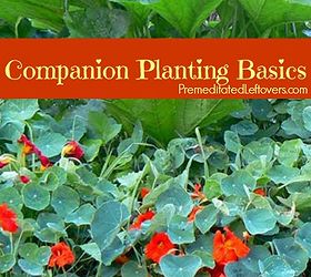 companion planting basics how to use companion plants in your garden, gardening, How to Use Companion Plants in Your Garden