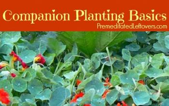 Companion Planting Basics – How to Use Companion Plants in Your Garden